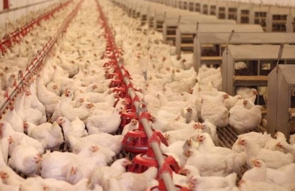 Medidas preventivas para el síndrome del hígado graso de las aves de corral - Image 1