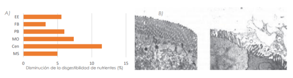 Figura 3. Efecto del estrés sobre A) digestibilidad de nutrientes (modificado de Lambert et al., 2002), y B) integridad de las vellosidades intestinales (modificado de Pinar Tatli Seven, 2008)