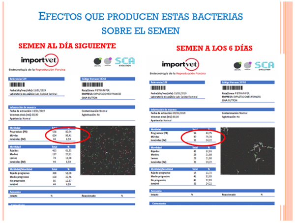 Caso Clínico: Baja de la productividad de una explotación de reproductoras, por contaminación en dosis seminales - Image 1