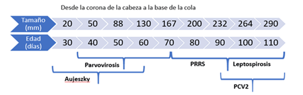 Esquema 1.Tamaño, edad y agentes asociados a lechones momificados.