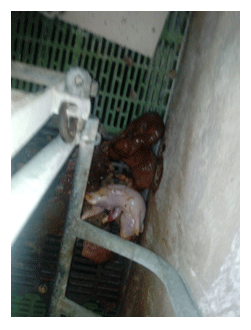 Imagen 1. Momificado y nacido muerto.