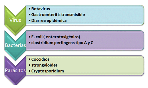 Claves de la eficiencia en el período del periparto y lactación - Image 4