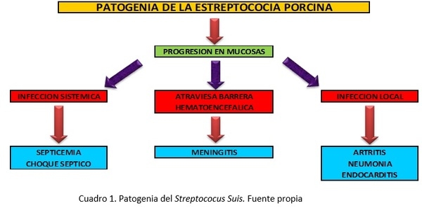 Cojeras de lechones en lactación - Image 1