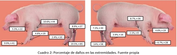Cojeras de lechones en lactación - Image 2