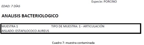 Cojeras de lechones en lactación - Image 7