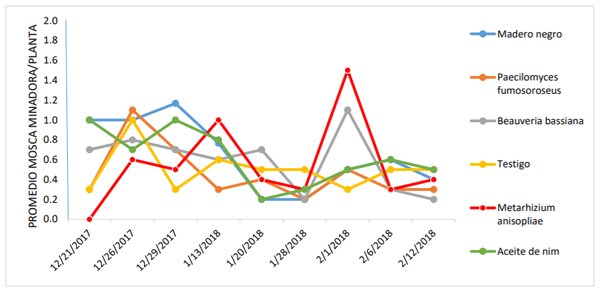 Gráfico 5.Fluctuación poblacional de Liriomyza spp.