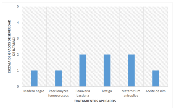Gráfico 4.Grados de severidad de virosis causado por B. tabaci a los 60 DDT