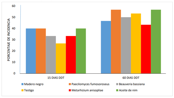 Gráfico 7. Incidencia de daño por mosca minadora a los 15 y 60 DDT.