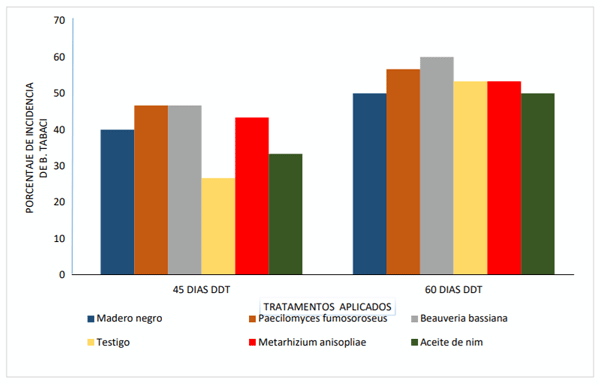 Gráfico 3. Porcentaje de incidencia de virosis por B. tabaci a los 45 y 60 DDT