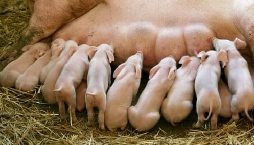 ¿Cuando deberiamos liberar a servicio a una cachorra? - Image 1