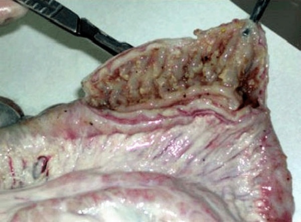 DETECCIÓN DE ILEITIS NECRÓTICA CAUSADA POR Lawsonia intracellularis EN PORCINOS DE GRANJAS TECNIFICADAS DE LA ZONA DE LIMA - Image 1