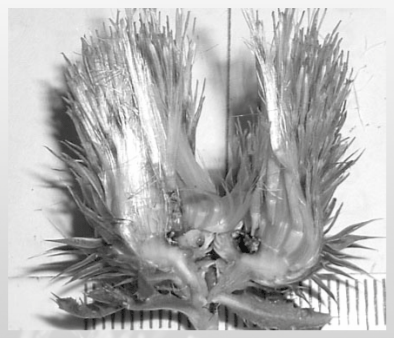 Figura 3. Detalle de larva curculionida.