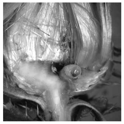 Figura 5. Detalle de larva en actividad sobre un capitulo secundario.