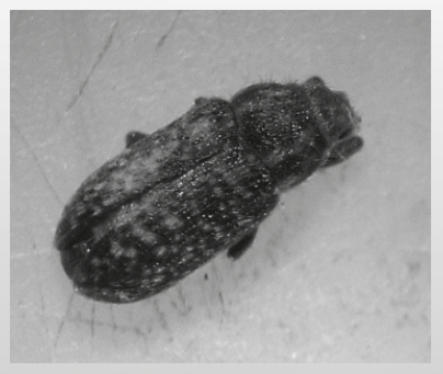 Figura 1. Adulto R.conus vista dorsal.