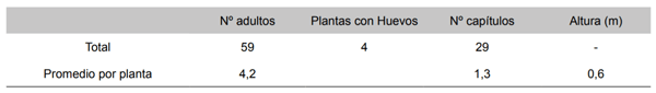 Tabla 4. Registro del comportamiento de R. conicus sobre C. nutans a principios de floración, sitio 2 sobre 22 plantas. EEA Bordenave. Fecha de observación: 21 de octubre de 1997.
