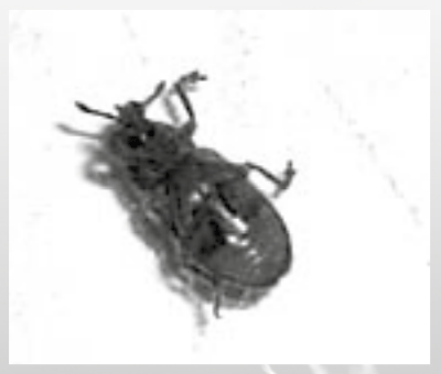 Figura 2. Adulto R.conus vista ventral.