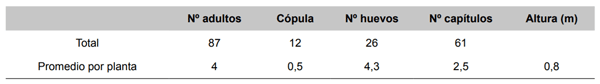 Tabla 3. Registro del comportamiento de R. conicus sobre C. nutans a principios de floración, sitio 1 sobre 24 plantas. EEA Bordenave. Fecha de observación: 21 de octubre de 1997.