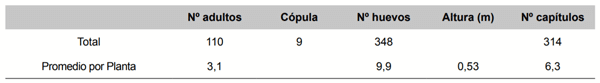 Tabla 1. Registro del comportamiento de R. conicus sobre 50 plantas de C. nutans a principios de floración (capítulos de más de 1 cm de diámetro). Fecha de observación: 31 de octubre de 1995.