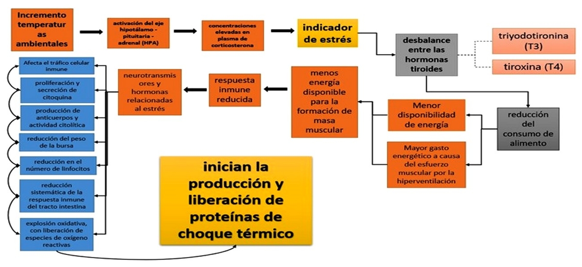 Estrés térmico en aves - Image 1