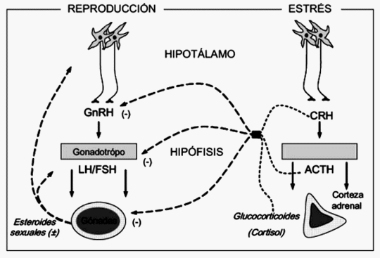 Efectos del estrés térmico sobre la calidad de la carne en los pollos de engorde - Image 1
