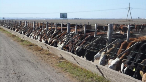 Orden de carga de ingredientes en dietas de feedlot - Image 1
