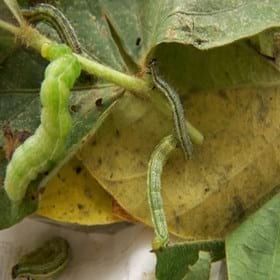 Plagas Agricolas. Sistema de Alerta con trampas de luz y observaciones de campo - Image 5