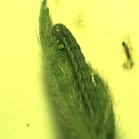 Plagas Agricolas. Sistema de Alerta con trampas de luz y observaciones de campo - Image 6