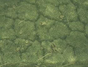 Plagas Agricolas. Sistema de Alerta con trampas de luz y observaciones de campo - Image 2
