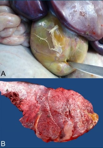 Salmonelosis y neumonía en guachera - Image 1