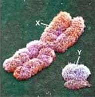 Inseminación con semen sexado, e incremento de la fertilidad al usarlo en vacas individuales o en vacas superovuladas - Image 2