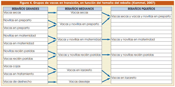 Figura 4. Grupos de vacas en transición, en función del tamaño del rebaño (Kammel, 2007)