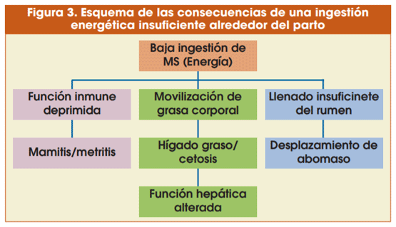 Figura 3. Esquema de las consecuencias de una ingestión energética insuficiente alrededor del parto
