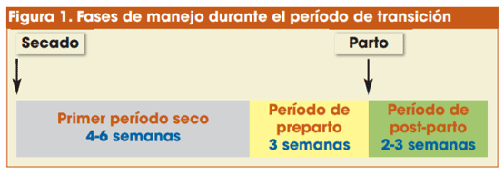 Figura 1. Fases de manejo durante el período de transición