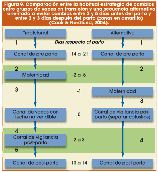 Figura 9. Comparación entre la habitual estrategia de cambios entre grupos de vacas en transición y una secuencia alternativa orientada a evitar cambios entre 2 y 5 días antes del parto y entre 2 y 3 días después del parto (zonas en amarillo) (Cook & Nordlund, 2004).