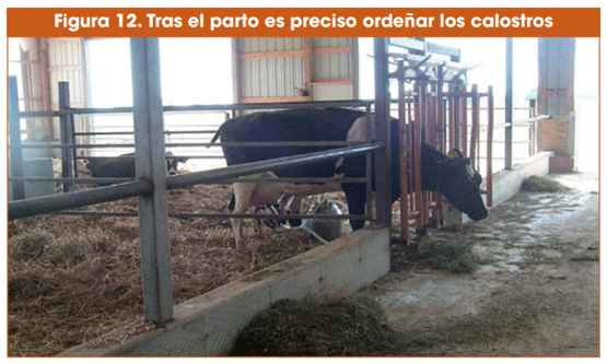 Figura 12. Tras el parto es preciso ordeñar los calostros