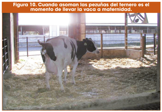 Figura 10. Cuando asoman las pezuñas del ternero es el momento de llevar la vaca a maternidad.