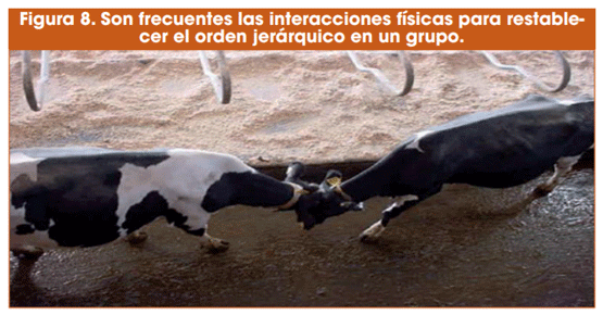 Figura 8. Son frecuentes las interacciones físicas para restablecer el orden jerárquico en un grupo.