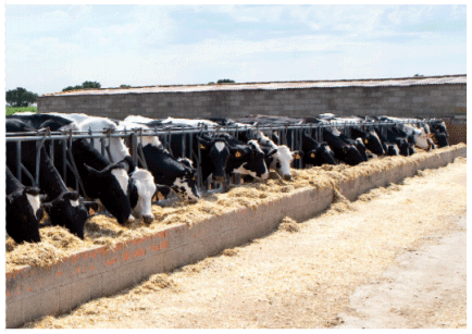 vacas lecheras