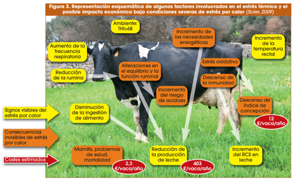 Figura 3. Representación esquemática de algunos factores involucrados en el estrés térmico y el posible impacto económico bajo condiciones severas de estrés por calor (Soler, 2009)
