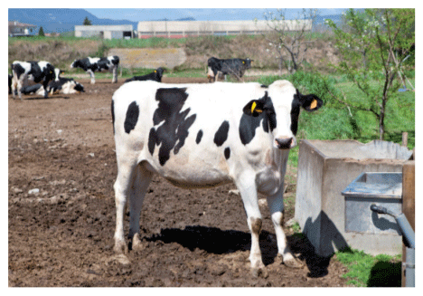 vacas lecheras