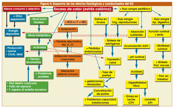 Figura 4. Esquema de los efectos fisiológicos y conductuales del EC
