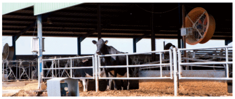 vacas lecheras