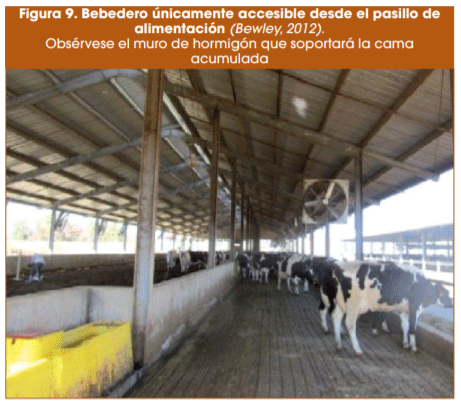 Figura 9. Bebedero únicamente accesible desde el pasillo de alimentación (Bewley, 2012). Obsérvese el muro de hormigón que soportará la cama acumulada