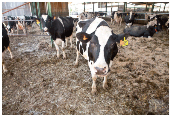 vacas lecheras