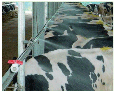 Figura 6. Refrigeración mediante pulverizadores en el corral de espera al ordeño