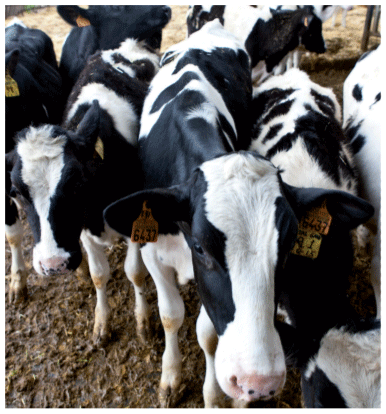 vacas lecheras