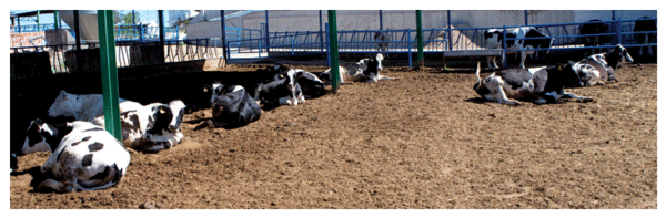 vacas lecheras