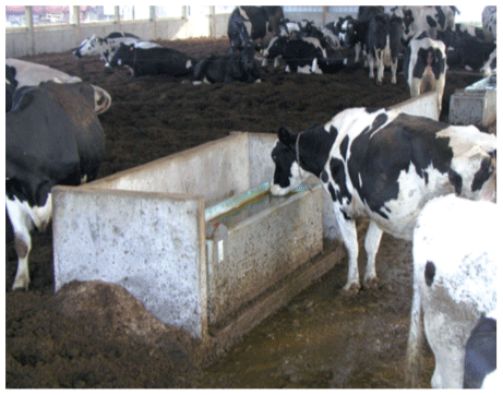 Figura 7. El acceso al bebedero debe hacerse únicamente desde el pasillo de alimentación (cortesía de Kammel)