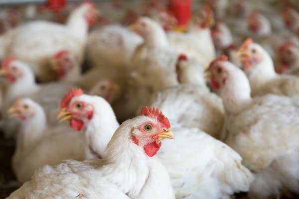 Alternativas naturales a los promotores de crecimiento y su eficacia contra la enteritis necrótica en pollo de engorda - Image 1