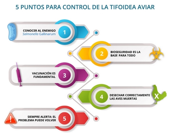 Tifoidea aviar: conozca más sobre esta enfermedad que puede ser devastadora para las granjas - Image 1